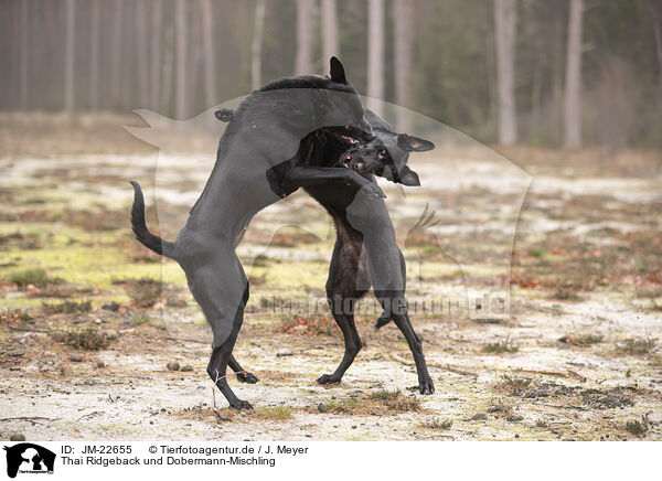 Thai Ridgeback und Dobermann-Mischling / Thai Ridgeback and Doberman-Pinnscher-Mongrel / JM-22655