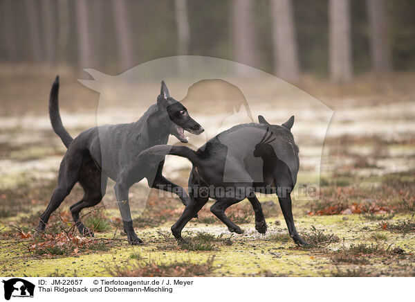 Thai Ridgeback und Dobermann-Mischling / Thai Ridgeback and Doberman-Pinnscher-Mongrel / JM-22657