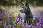 Thai Ridgeback