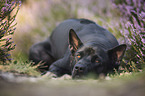 Thai Ridgeback