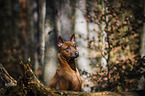 Thai Ridgeback Portrait