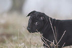 Thai Ridgeback Welpe