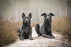 Thai Ridgeback und Dobermann-Mischling