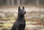 Thai Ridgeback