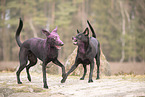 Thai Ridgeback und Dobermann-Mischling