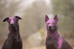 Thai Ridgeback und Dobermann-Mischling