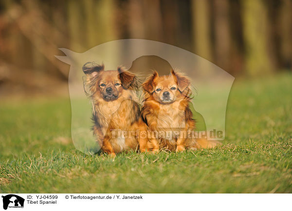 Tibet Spaniel / Tibetan Spaniel / YJ-04599