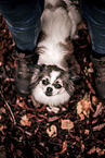 Tibet Spaniel