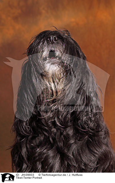 Tibet-Terrier Portrait / Tibetan Terrier Portrait / JH-09933
