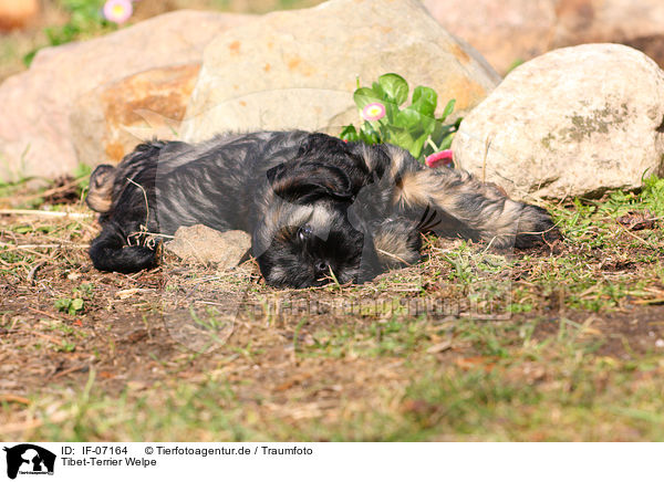 Tibet-Terrier Welpe / Tibetan Terrier Puppy / IF-07164