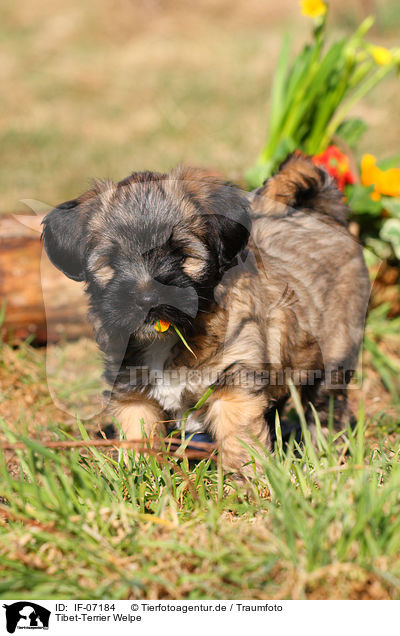 Tibet-Terrier Welpe / IF-07184