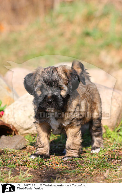 Tibet-Terrier Welpe / IF-07188