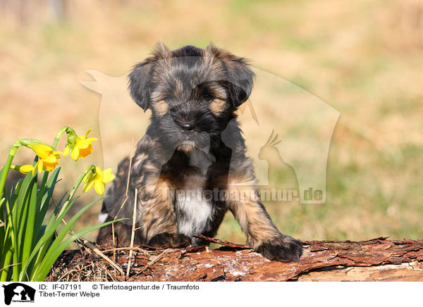 Tibet-Terrier Welpe / IF-07191