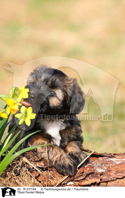 Tibet-Terrier Welpe / IF-07194