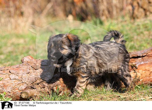 Tibet-Terrier Welpe / IF-07196