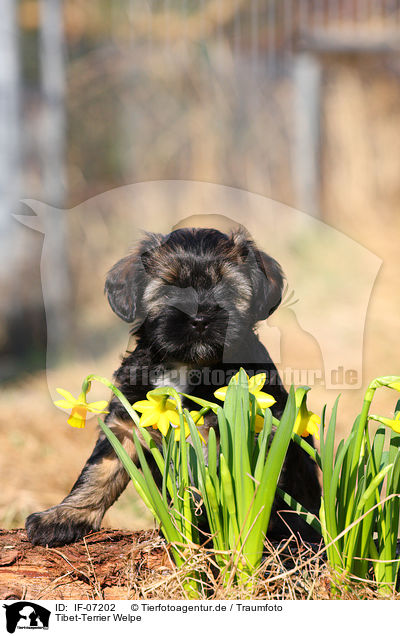 Tibet-Terrier Welpe / IF-07202