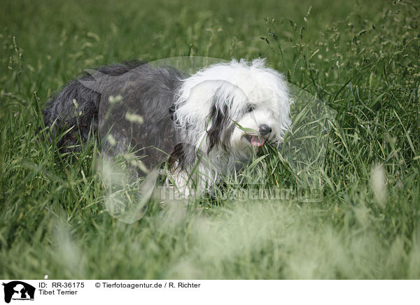 Tibet Terrier / tibetan terrier / RR-36175