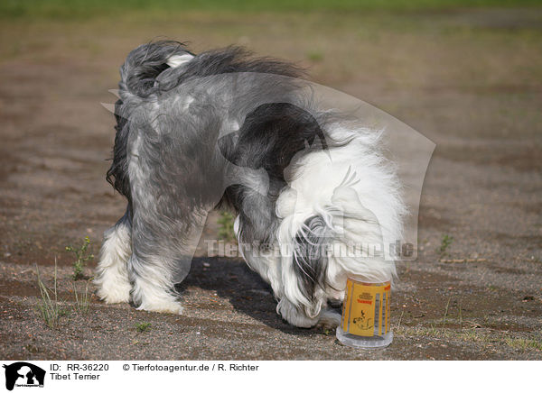 Tibet Terrier / tibetan terrier / RR-36220