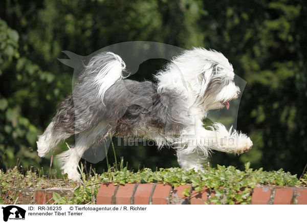 rennender Tibet Terrier / running Tibetan Terrier / RR-36235