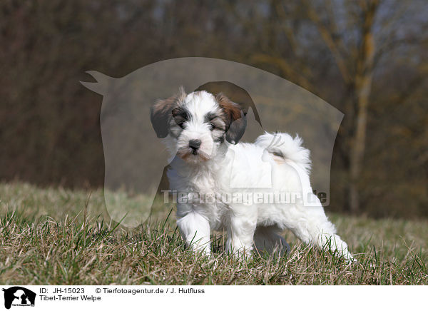 Tibet-Terrier Welpe / Tibet-Terrier Puppy / JH-15023