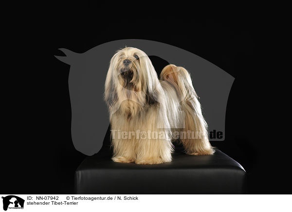 stehender Tibet-Terrier / standing Tibetan Terrier / NN-07942