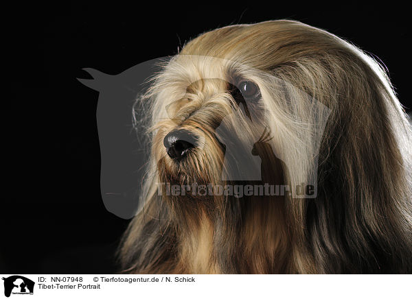 Tibet-Terrier Portrait / Tibetan Terrier Portrait / NN-07948