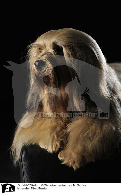 liegender Tibet-Terrier / lying Tibetan Terrier / NN-07949