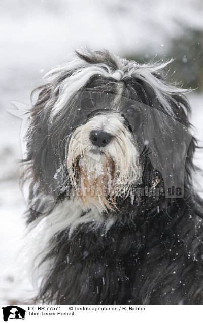 Tibet Terrier Portrait / RR-77571