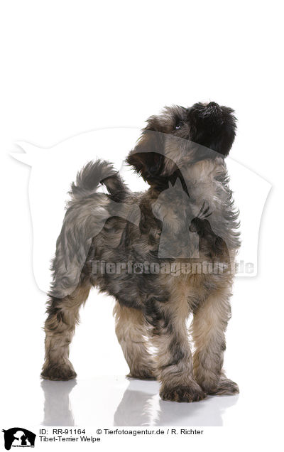 Tibet-Terrier Welpe / Tibetan Terrier Puppy / RR-91164