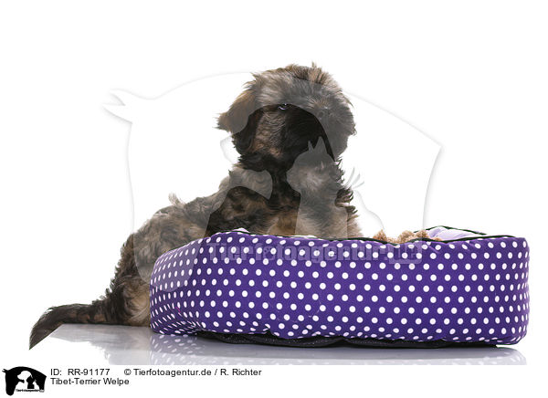 Tibet-Terrier Welpe / Tibetan Terrier Puppy / RR-91177