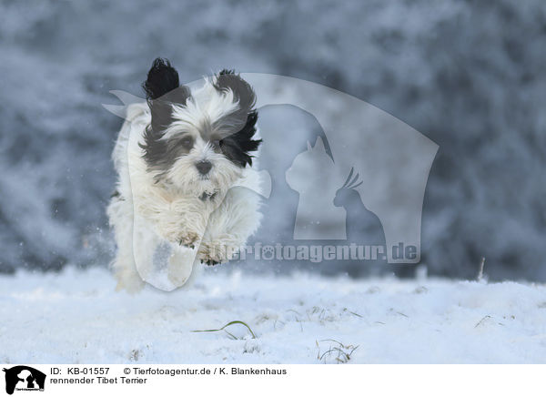 rennender Tibet Terrier / KB-01557