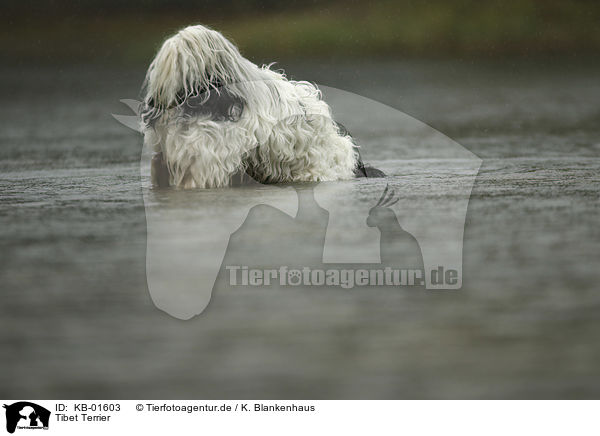 Tibet Terrier / Tibetan Terrier / KB-01603