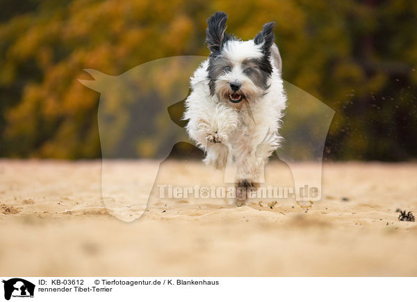 rennender Tibet-Terrier / running Tibetan Terrier / KB-03612