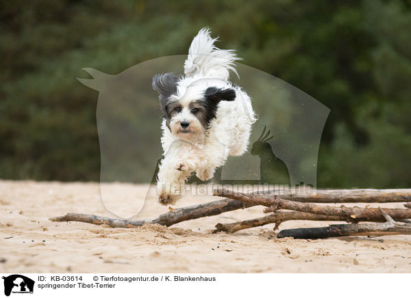 springender Tibet-Terrier / jumping Tibetan Terrier / KB-03614