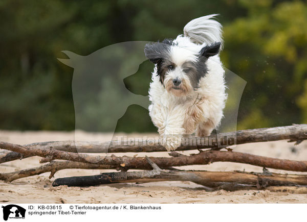 springender Tibet-Terrier / jumping Tibetan Terrier / KB-03615