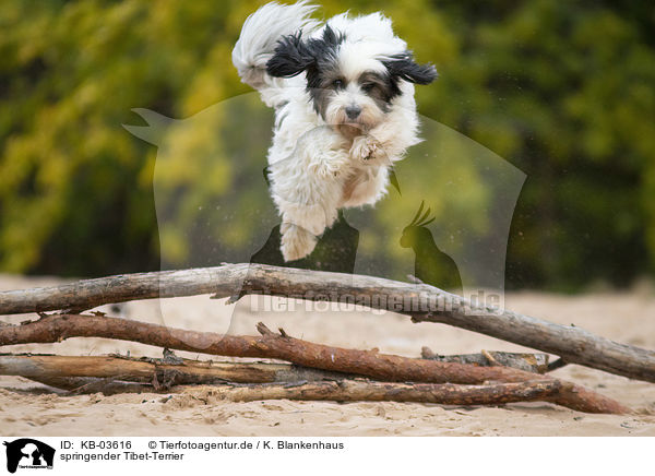 springender Tibet-Terrier / jumping Tibetan Terrier / KB-03616
