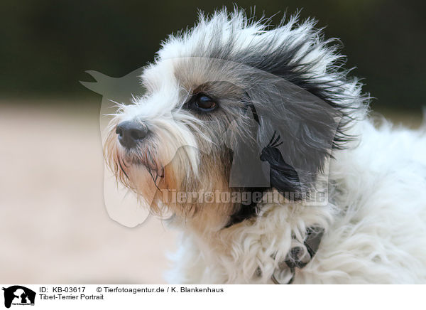 Tibet-Terrier Portrait / Tibetan Terrier Portrait / KB-03617