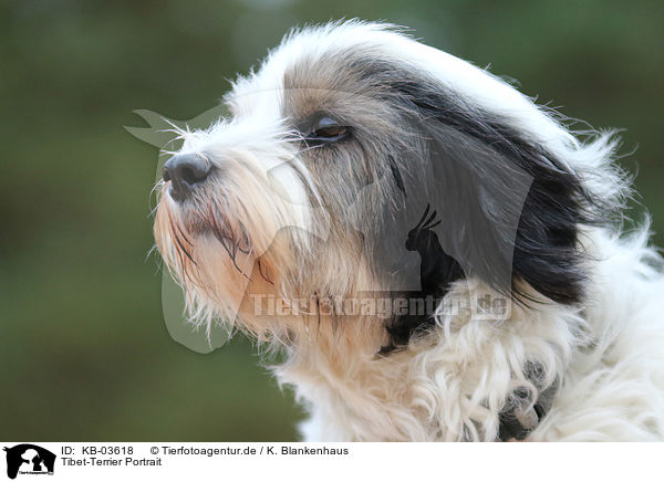 Tibet-Terrier Portrait / Tibetan Terrier Portrait / KB-03618