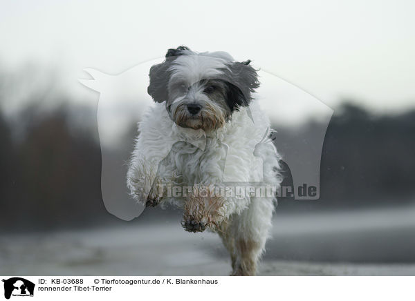 rennender Tibet-Terrier / running Tibetan Terrier / KB-03688
