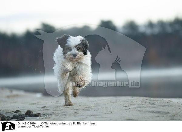 rennender Tibet-Terrier / running Tibetan Terrier / KB-03694