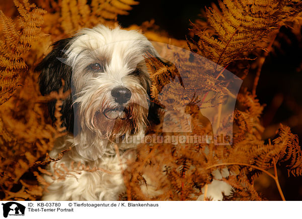 Tibet-Terrier Portrait / Tibetan Terrier Portrait / KB-03780