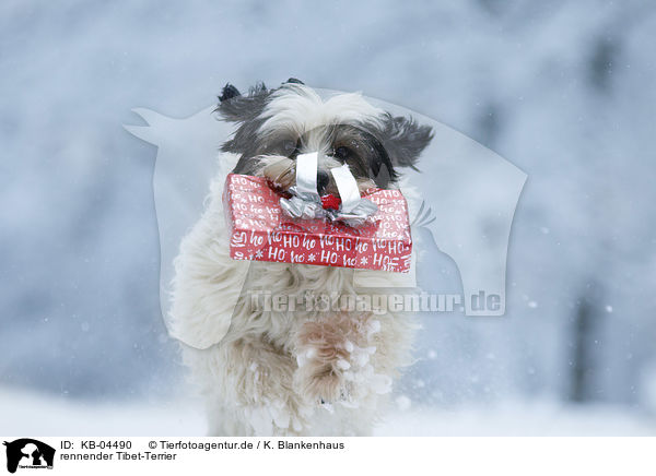 rennender Tibet-Terrier / running Tibetan Terrier / KB-04490