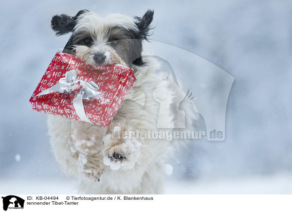 rennender Tibet-Terrier / running Tibetan Terrier / KB-04494