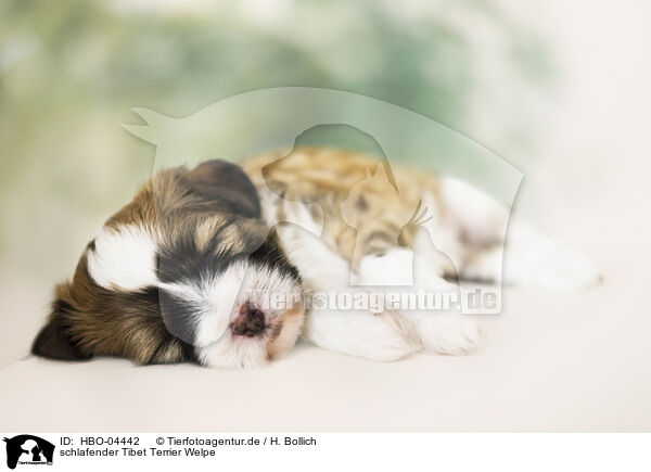 schlafender Tibet Terrier Welpe / HBO-04442