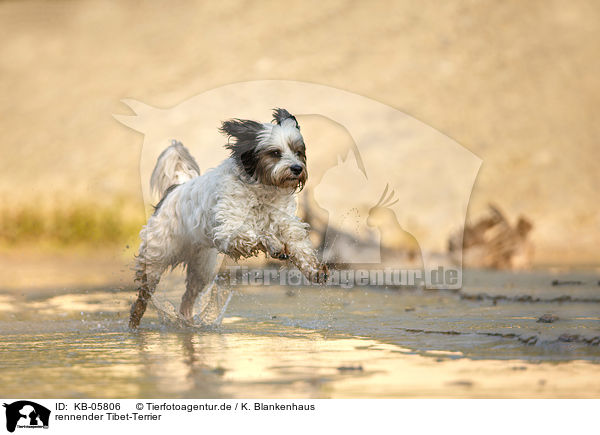 rennender Tibet-Terrier / running Tibetan Terrier / KB-05806