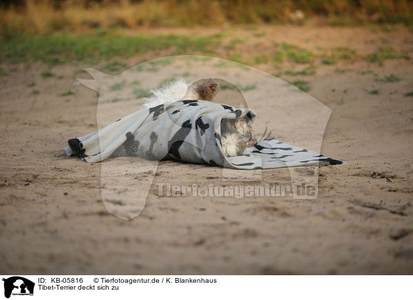 Tibet-Terrier deckt sich zu / Tibetan Terrier covers itself / KB-05816