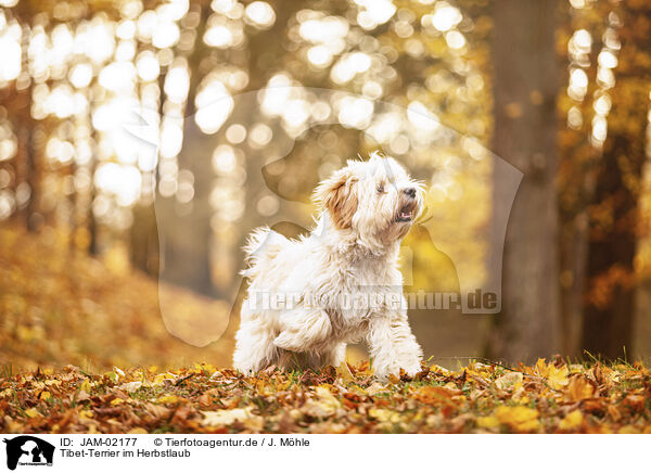 Tibet-Terrier im Herbstlaub / Tibetan Terrier in autumn foliage / JAM-02177