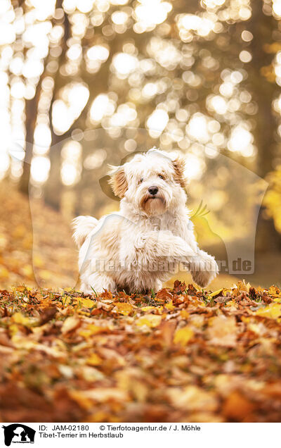 Tibet-Terrier im Herbstlaub / Tibetan Terrier in autumn foliage / JAM-02180