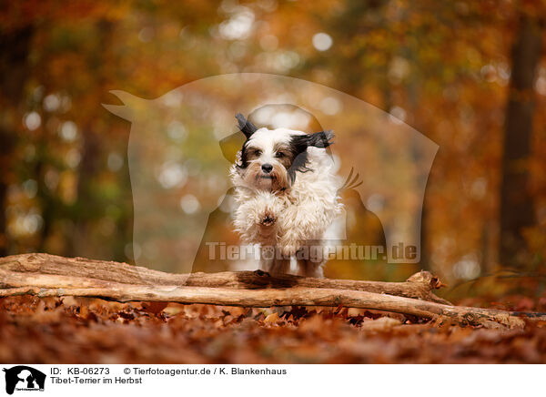 Tibet-Terrier im Herbst / Tibetan Terrier in autumn / KB-06273