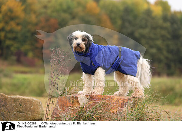 Tibet-Terrier mit Bademantel / Tibetan Terrier with bathrobe / KB-06288